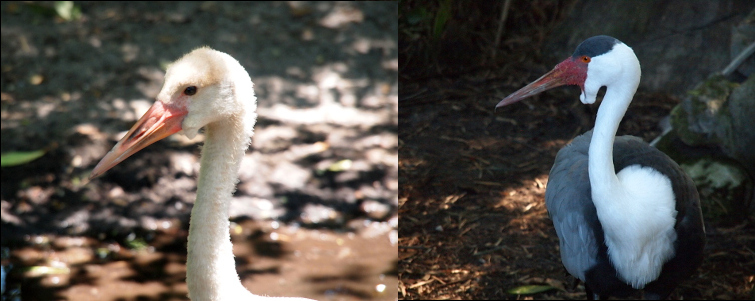 [Two images spliced together. On the left is the head and upper neck of a youngster facing left. It has and orange bill, a dark eye, and the rest is a tan down. There is the slightest hint of a wattle under the head. On the left is the torso and head of the adult. Its head is facing left showing its long pointed red bill with a small 